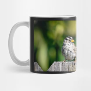 White-crowned sparrow Mug